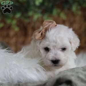 Tiny-Peppermint, Bichon Frise Puppy